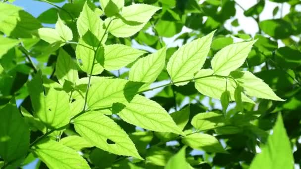 Green Leaves Moving In The Wind - Footage, Video