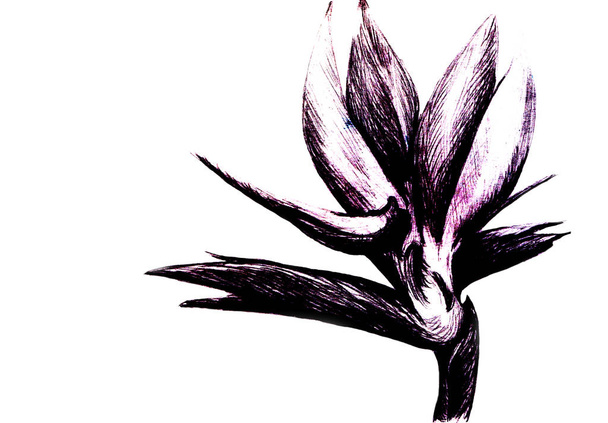 Bird of paradise (Strelitzia reginae) flower isolated on white background. Hand drawn botanical illustration, exotic tropical plant. Graphic style design element. For greeting card, invitation, print. - Foto, immagini