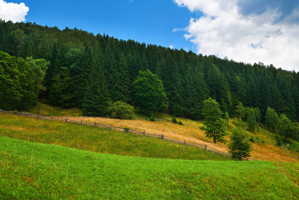 beautiful summer landscape, high spruces on hills, blue cloudy sky and wildflowers - travel destination scenic, carpathian mountains - Photo, Image