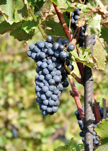 Ripe black grapes - Foto, Bild