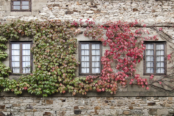 windows and ivy - Fotoğraf, Görsel