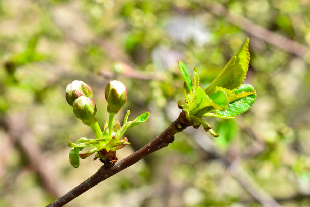 As folhas verdes jovens e os botões de uma cereja em um ramo de árvore em um contexto borrado. Primavera. Florescer
. - Foto, Imagem