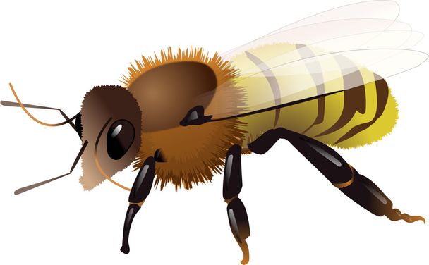 Honey bee - Vector, Image