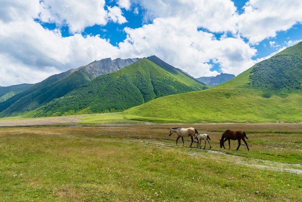 Horses and Truso Valley and Gorge  landscape trekking / hiking route, in Kazbegi, Georgia. Truso valley is a scenic trekking route close to the border of North Ossetia. - Foto, immagini