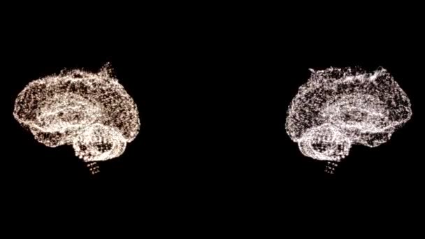 4k video van twee onderzochte abstracte hersenmodellen, draaiend in de ruimte. - Video