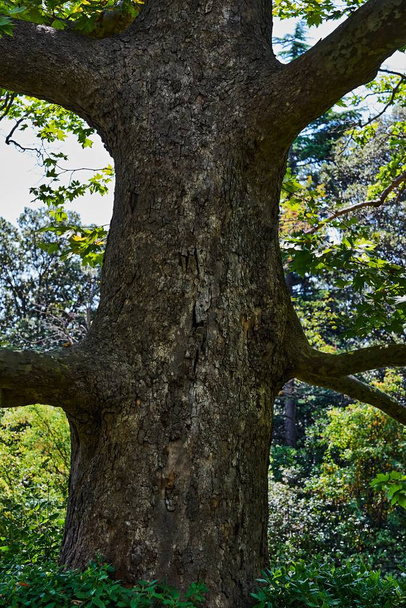 Stamm eines alten Baumes - Foto, Bild