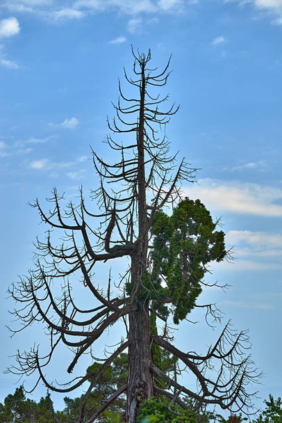 abstract old dry tree - Фото, изображение