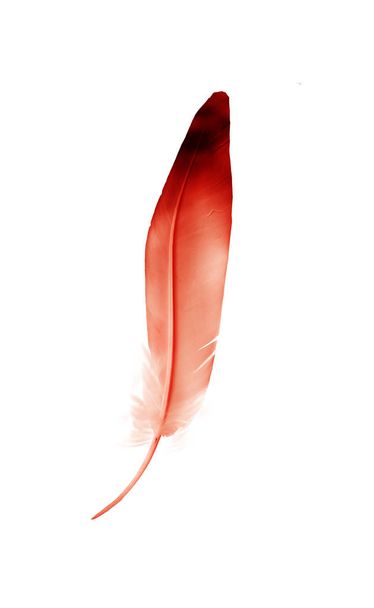 Beautiful color feather isolated on white background - Fotó, kép