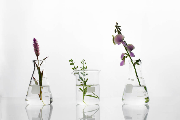 dzika zielona roślina i fioletowy kwiat kolby i zlewka w biotechno - Zdjęcie, obraz
