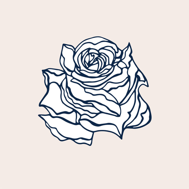 Cute Rose isolated on light background. Hand drawn flower of Rose. - Vector, Image