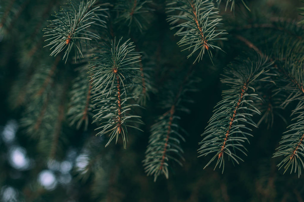 Fluffy branches of a spruce or fir-tree. Christmas wallpaper or postcard concept.  - Photo, Image