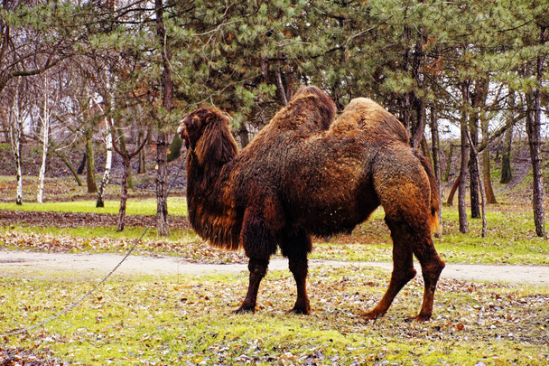 όμορφη και περήφανη καμήλα σε μια βόλτα σε μια ζεστή φθινοπωρινή μέρα - Φωτογραφία, εικόνα