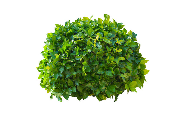 Green bush isolated on white background. - Photo, Image