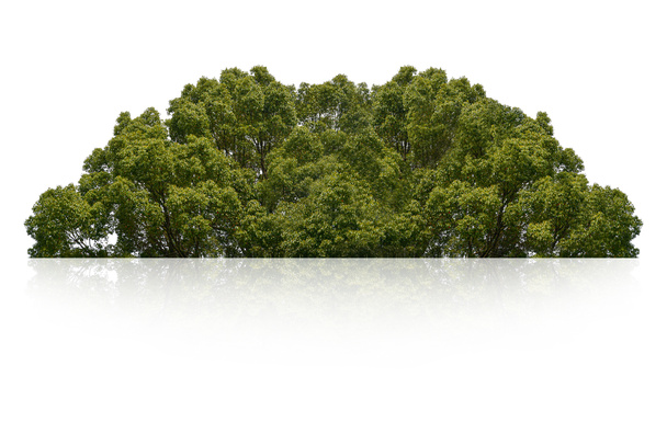Buisson vert isolé sur fond blanc. - Photo, image
