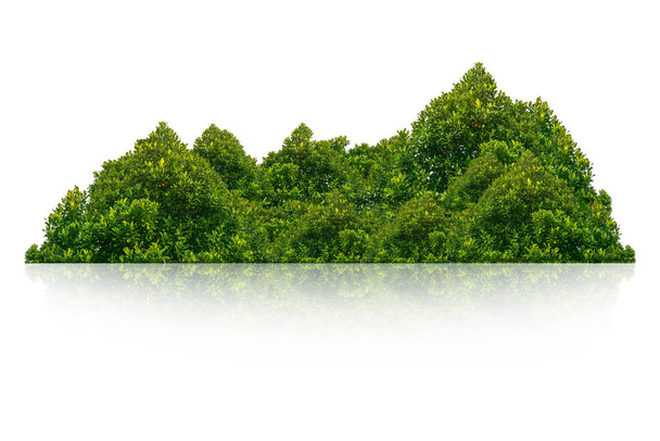 Grüner Busch isoliert auf weißem Hintergrund. - Foto, Bild
