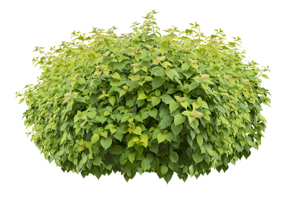 Green bush isolated on white background. - Photo, Image