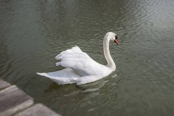 Swan nadando no lago
 - Foto, Imagem