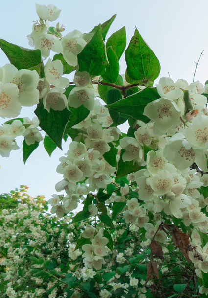 Beautiful, white jasmine flowers in the park. - Zdjęcie, obraz