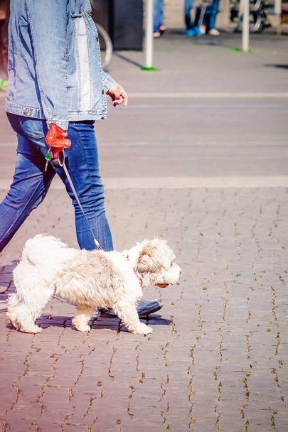 Woman with small white dog on a walk in an city street. Copy space - Zdjęcie, obraz
