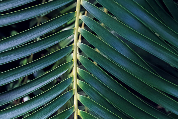 Close-up shot of tropci palm leaf. - Foto, afbeelding