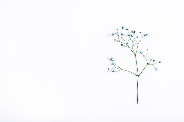 Beautiful branch of blue gypsophila flower on white background. - Φωτογραφία, εικόνα