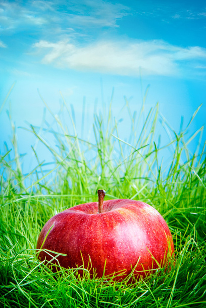 Apple on the grass - Foto, Bild