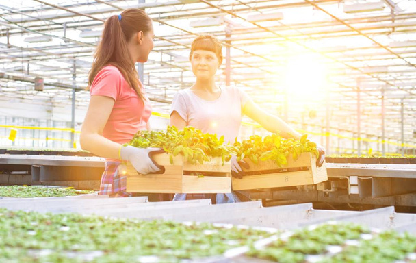 Smiling female botanists carrying plants in wooden crates in greenhouse - Foto, Bild