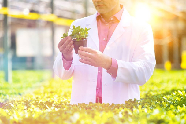 Confident male scientist examining herb in greenhouse - Foto, afbeelding