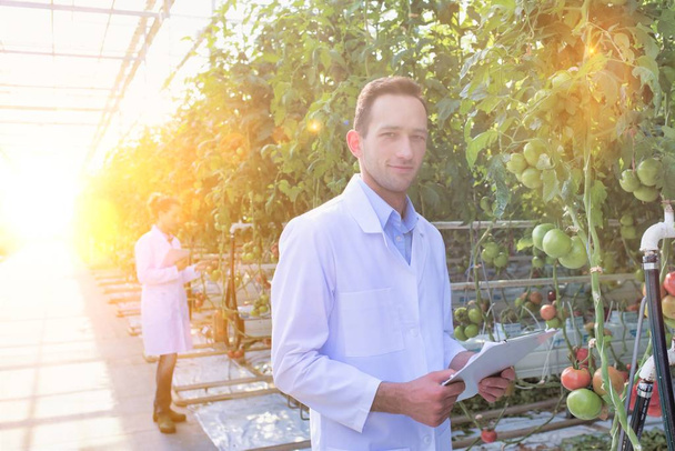 colleagues examining tomato plants at greenhouse - Photo, image