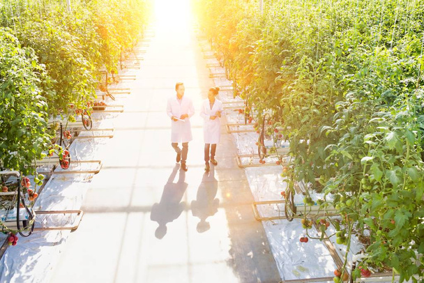 colleagues examining tomato plants at greenhouse - Fotoğraf, Görsel