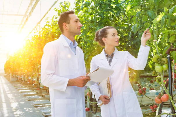 colleagues examining tomato plants at greenhouse - Foto, Imagen