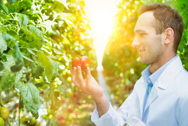 Retrato del supervisor con portapapeles examinando tomates en invernadero
 - Foto, Imagen