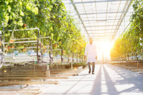 Scientist in lab coat walking amidst plants at greenhouse - Фото, изображение