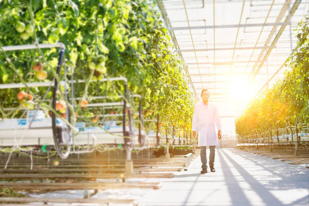 Life of a farmer in greenhouse with strong lens flare in background - Foto, Bild