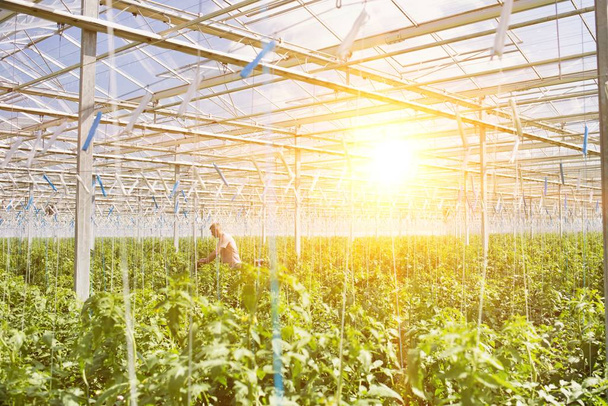 Life of a farmer in greenhouse with strong lens flare in background - Foto, Imagem