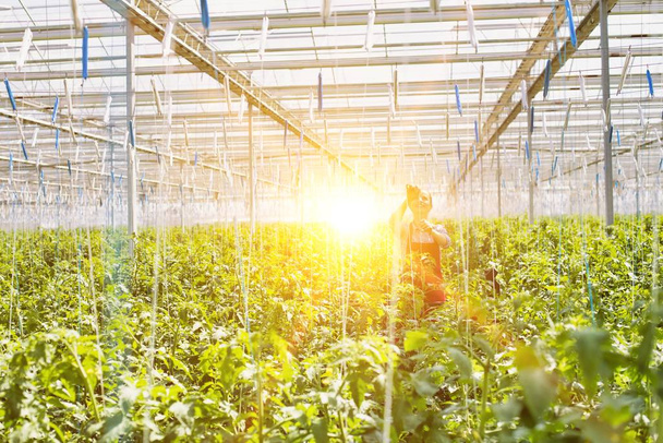Life of a farmer in greenhouse with strong lens flare in background - Fotó, kép