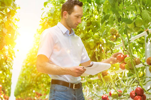 Portrait of supervisor with clipboard examining tomatoes in greenhouse - Φωτογραφία, εικόνα