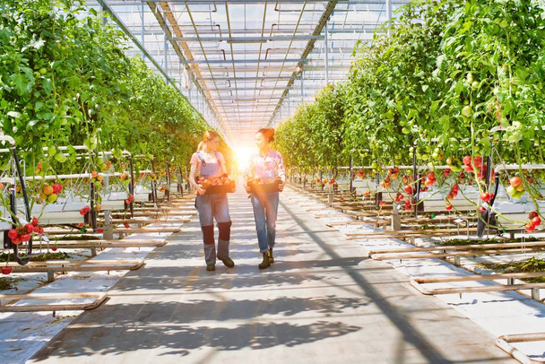Life of a farmer in greenhouse with strong lens flare in background - Фото, изображение