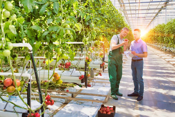 Senior farmer showing tomatoes while supervisor is writing a report in greenhouse  - Fotografie, Obrázek
