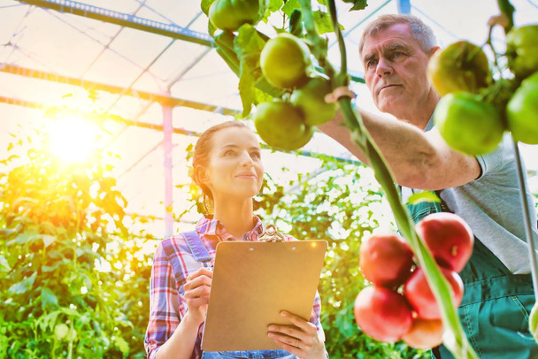 Life of a farmer in greenhouse with strong lens flare in background - Photo, Image