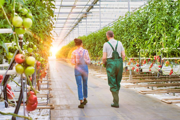 Senior farmer carrying tomatoes in crate with young attractive supervisor in greenhouse - Foto, afbeelding