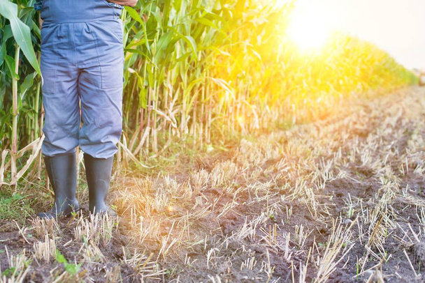 cropped image of Farmer standing near corns at farm against sky - Zdjęcie, obraz