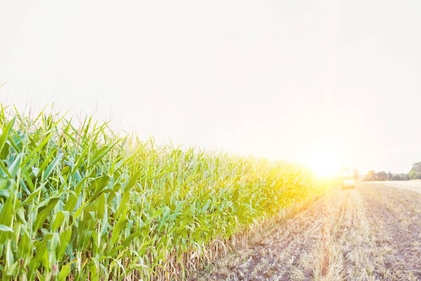 Photo of corn field with yellow lens flare in background  - Φωτογραφία, εικόνα