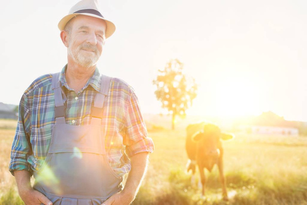 Portrait of senior farmer standing against cow on field at farm - Foto, afbeelding