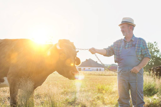 Portrait of senior farmer standing with cow on field at farm - Zdjęcie, obraz