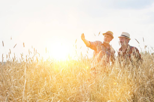 Farmers inspecting harvest in field with wheat crops - Photo, image