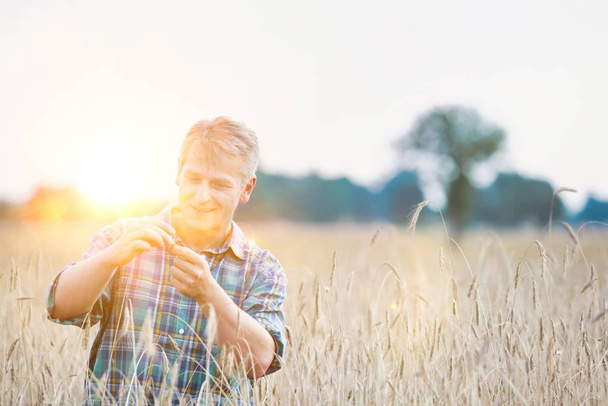 Mature farmer examining wheat grains in field with yellow lens flare in background  - Photo, image