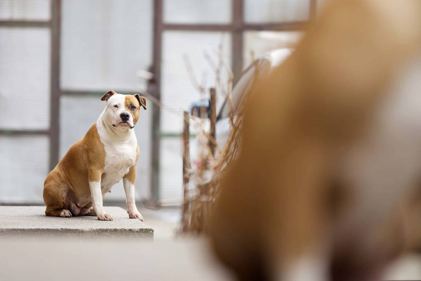 americano staffordshire terrier perro retrato
 - Foto, imagen