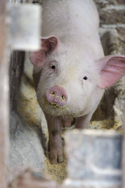 свинья на ферме
 - Фото, изображение