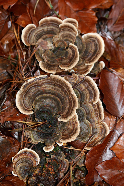 Pilz auf Baum Winter Makro Hintergrund hohe Qualität fünfzig Mega - Foto, Bild